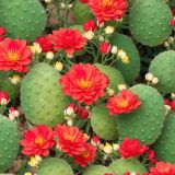 Cactus-Flowers-44.jpg