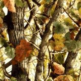China-Tree-Camo-51.jpg