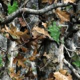 China-Tree-Camo-52.jpg