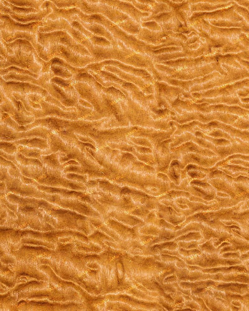 Curly Maple 42