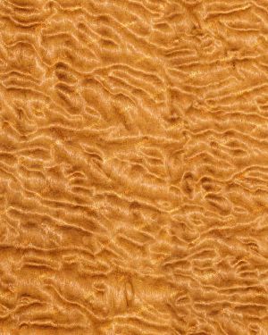 Curly Maple 42