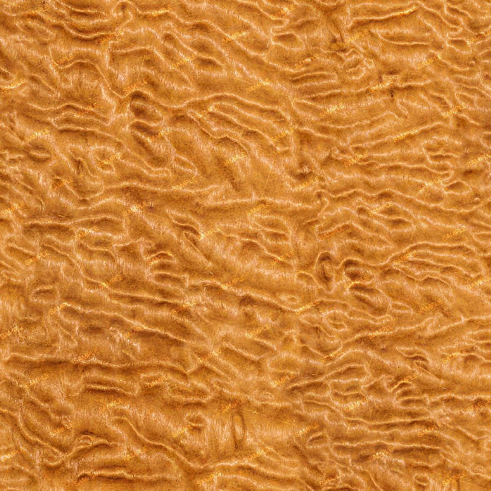 Curly Maple 42