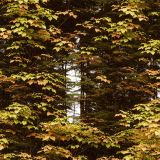 Deep-Forest-Camo-46.jpg