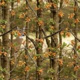 Deer-Field-Camo-46.jpg
