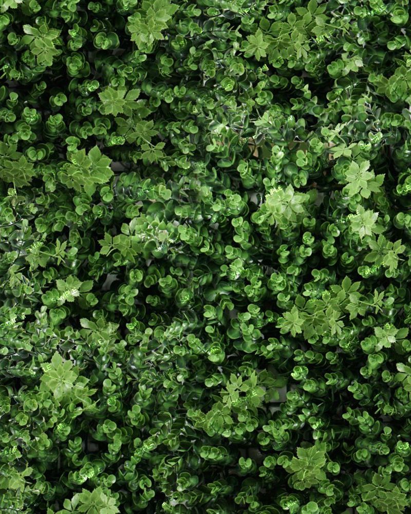 Eucalyptus Bush