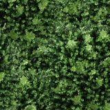 Eucalyptus-Bush.jpg
