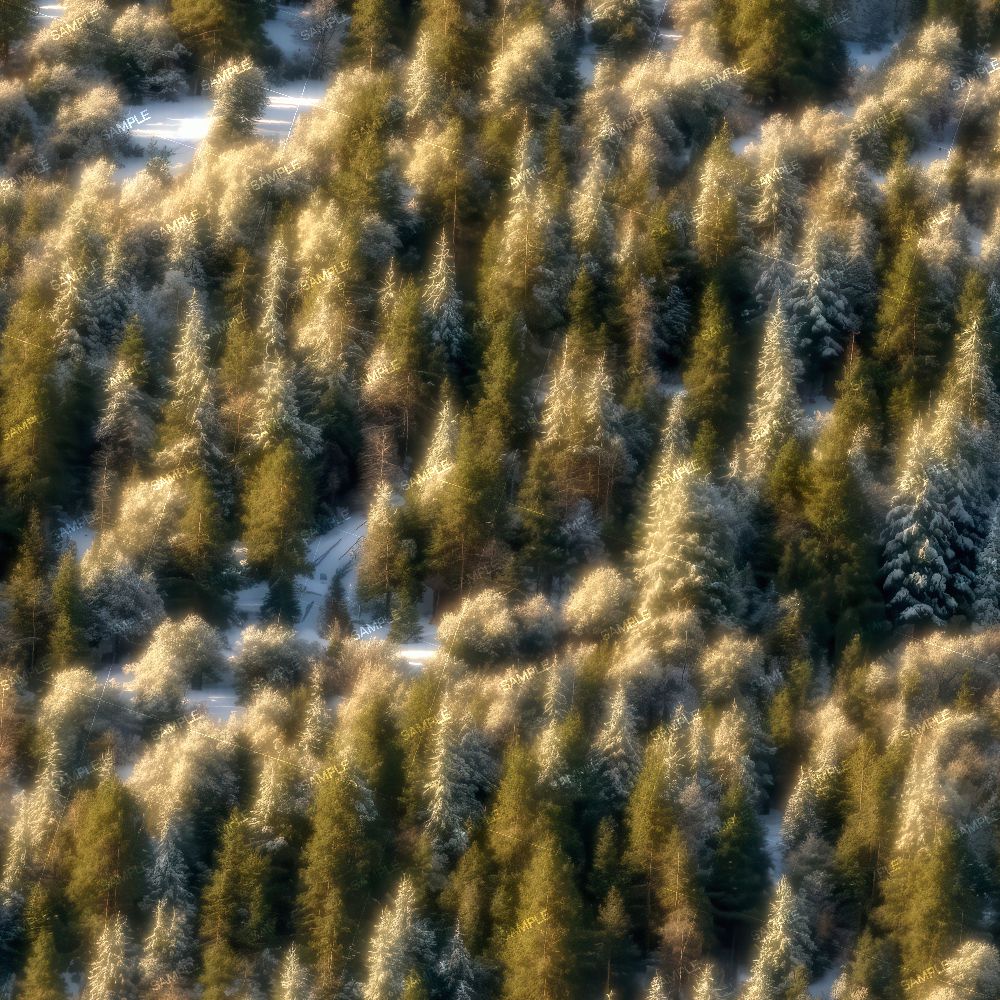 Evergreen Forest First Snow