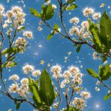 Flowering-Birch-Tree.jpg