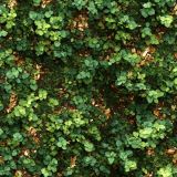 Ground-Cover-Camo.jpg
