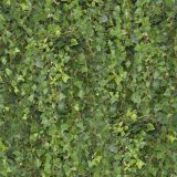 Hanging-Ivy.jpg