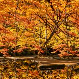 On-Golden-Pond-42.jpg