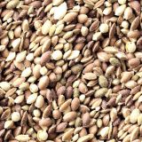 Sativa-Kush-Marijuana-Seeds.jpg