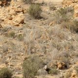 South-Texas-Camo.jpg