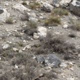Tactical-Camo-379.jpg