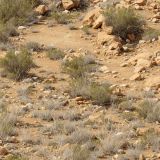 Tactical-Camo-381.jpg