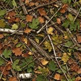 Tactical-Camo-393.jpg