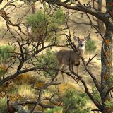 Texas-Backcountry-Camo-49.jpg