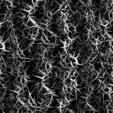 Thorns-43.jpg