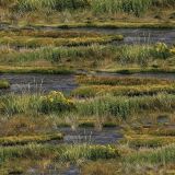 Wetlands-Camo.jpg