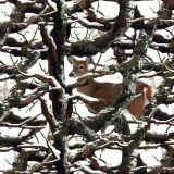 Winter-Camo-Whitetail-Deer.jpg