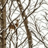 Winter-Hunting-Camo-42.jpg